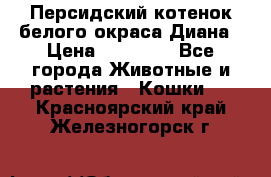 Персидский котенок белого окраса Диана › Цена ­ 40 000 - Все города Животные и растения » Кошки   . Красноярский край,Железногорск г.